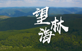 望林海